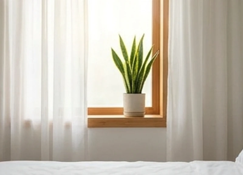 Một chậu cây lưỡi hổ nhỏ được đặt cạnh cửa sổ phòng ngủ tràn ngập ánh sáng giúp thanh lọc không khí