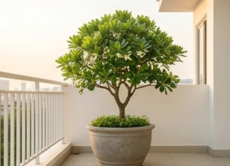 Tuổi Tý hợp cây gì: Trọn bộ 5 bản mệnh và lịch tưới tránh đại kỵ 9 Cây Lộc Vừng dáng thế vững chãi trồng trong chậu lớn đặt trước hiên nhà giúp che chắn tà khí