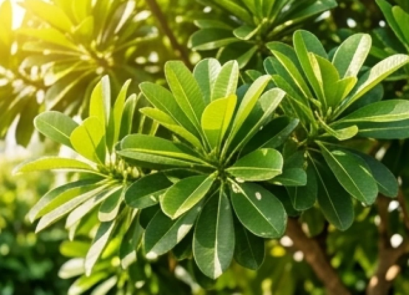 Một gốc cây bóng mát có hệ rễ sâu và tán lá dày đang vươn mình khỏe mạnh dưới ánh nắng ban trưa