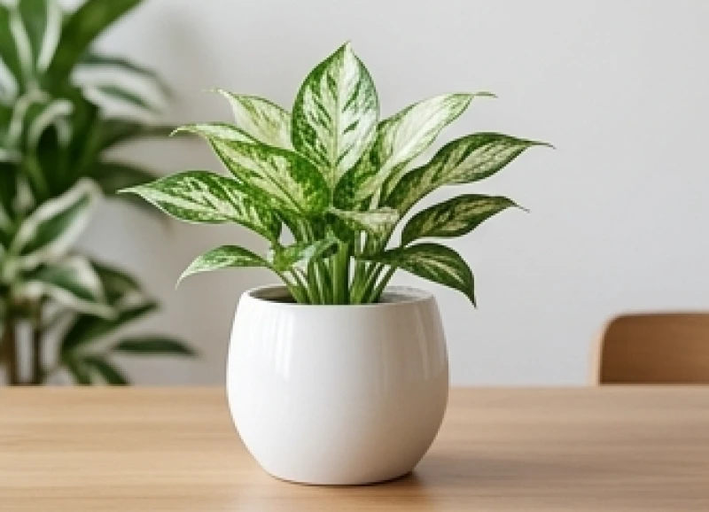 Chậu cây ngọc ngân có lá pha sắc trắng trồng trong chậu sứ nhỏ đặt góc bàn làm việc