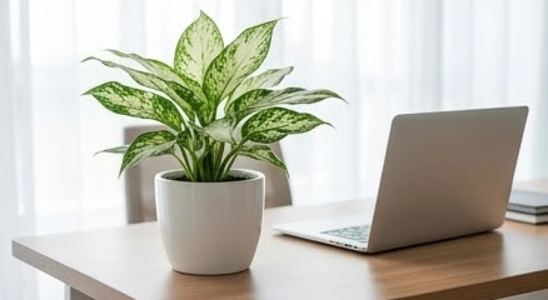 Chậu cây ngọc ngân gốm trắng đặt trên bàn làm việc của người tuổi Dậu