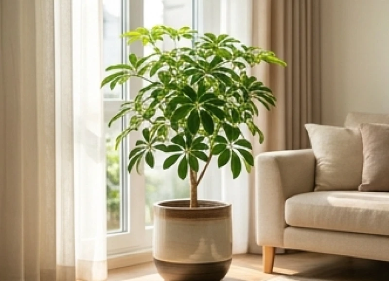 Cây trồng trong nhà hợp tuổi Tý: Vị trí Bát trạch & lịch tưới 10 Chậu cây ngũ gia bì xanh tươi được bố trí tại góc Đông Nam của không gian phòng khách