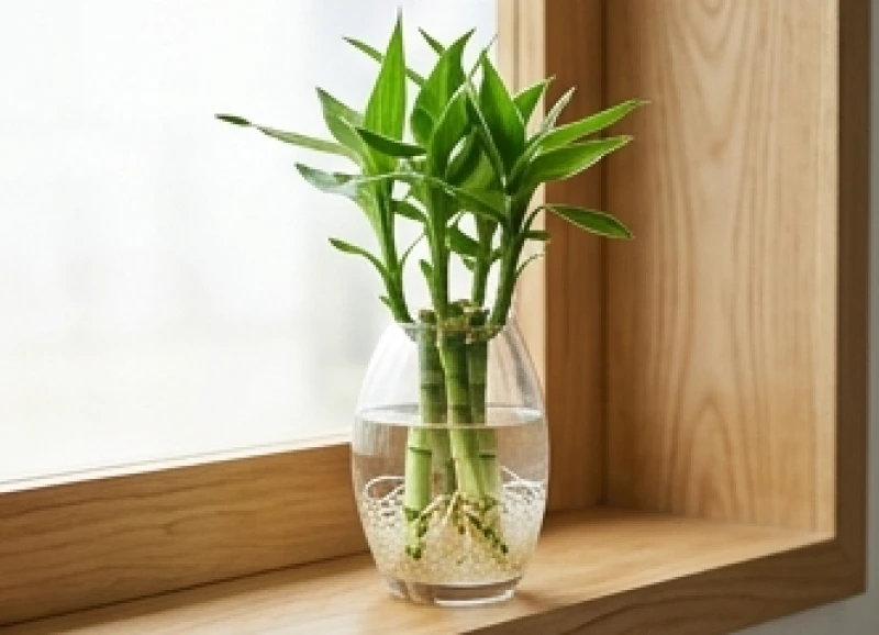 Cây phát tài búp sen trồng trong bình thủy tinh trong suốt lộ rõ bộ rễ khỏe mạnh