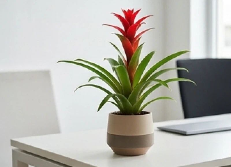 Tuổi Sửu hợp cây gì: Chọn đúng niên mệnh và hướng bài trí 1 Chậu cây Phong Lộc Hoa đặt trên bàn làm việc giúp người tuổi Sửu gia tăng động lực