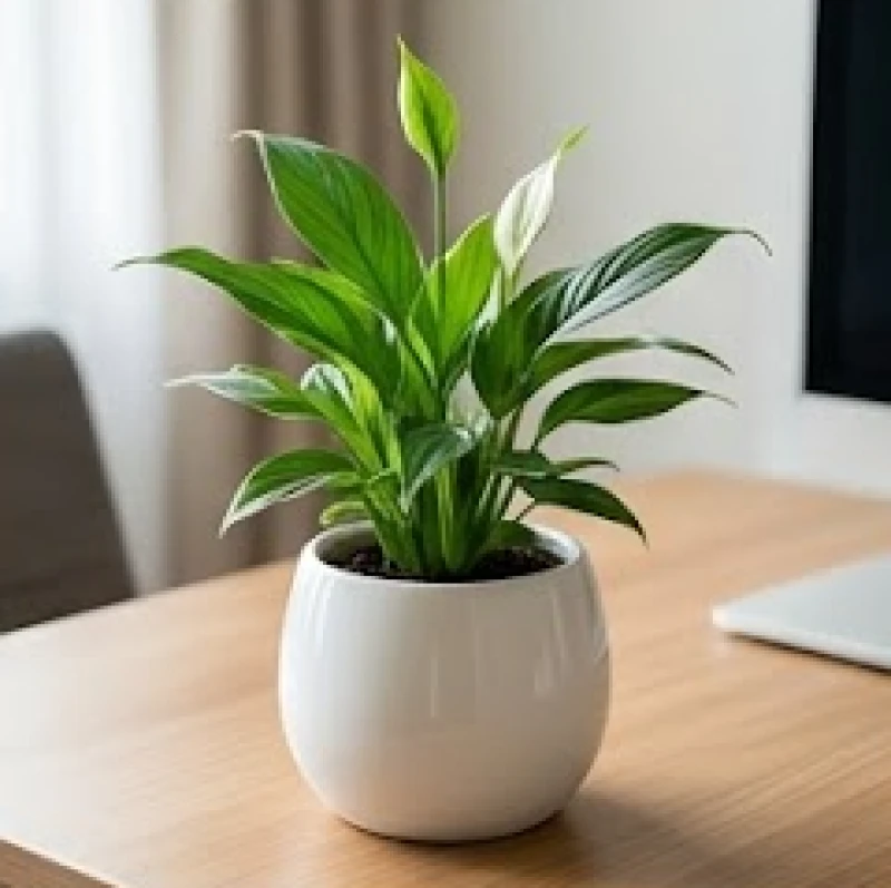 Chậu cây nhỏ xanh tốt đặt bên góc trái bàn làm việc gỗ cân bằng năng lượng ngũ hành