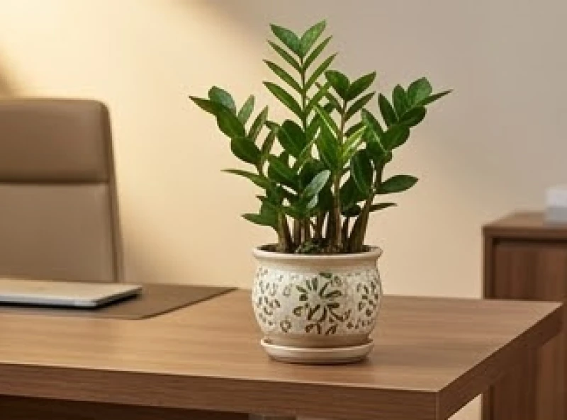 Quà tặng phong thủy cho người tuổi Thìn: chọn theo mệnh và giá 3 Chậu cây phong thủy Kim Tiền nhỏ gọn đặt trên bàn làm việc mang lại không gian xanh mát
