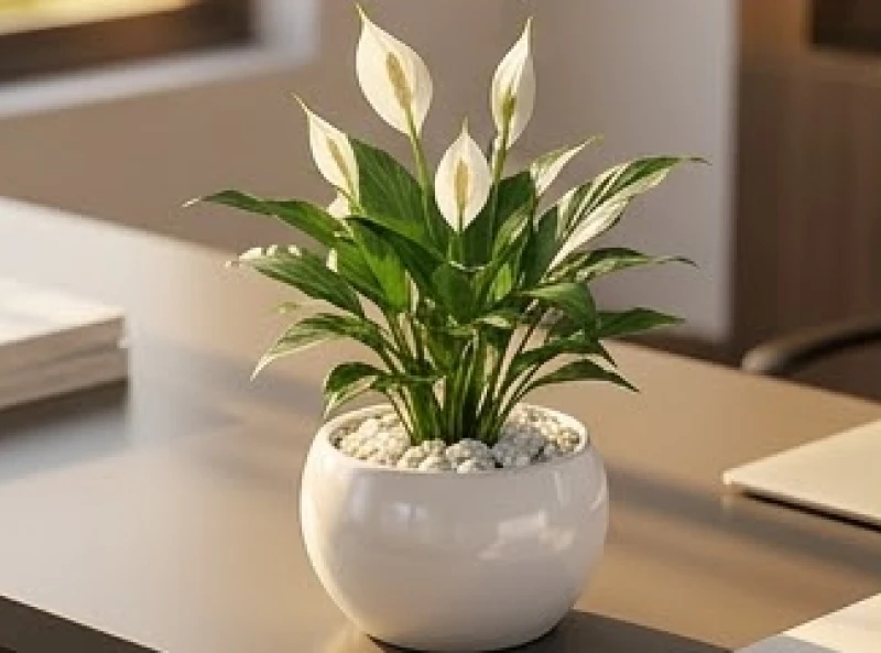 Mệnh Kim sinh năm nào: Bảng tra cứu nạp âm và lịch sinh con 9 Chậu cây lan ý hoa trắng trồng trong chậu sứ trắng đẹp mắt dùng để trang trí bàn làm việc