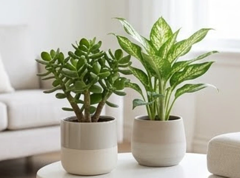 Các chậu cây Ngọc Bích và Bạch Mã Hoàng Tử xanh tươi được sắp xếp hài hòa trong phòng khách