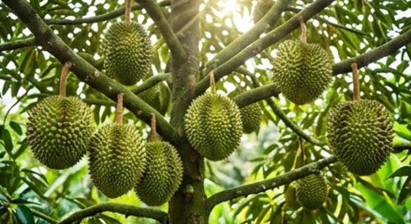 Cây sầu riêng xanh tốt với nhiều quả lớn treo lủng lẳng trên cành mang đến điềm báo tài lộc