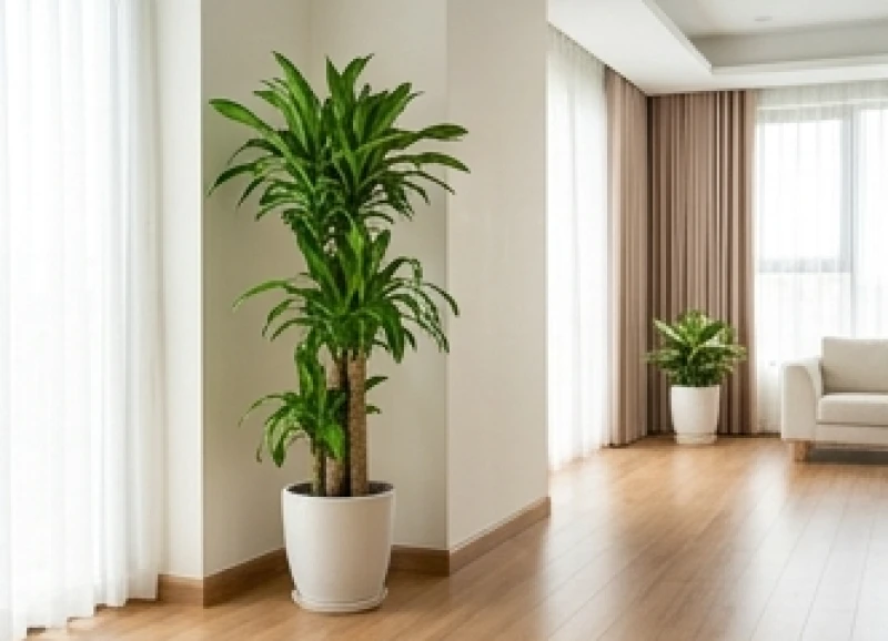 Tuổi Dần hợp cây gì: Chọn cây theo ngũ hành và hướng vượng khí 8 Chậu Thiết Mộc Lan vươn cao được bố trí gọn gàng tại góc phòng khách không cản trở lối đi chính