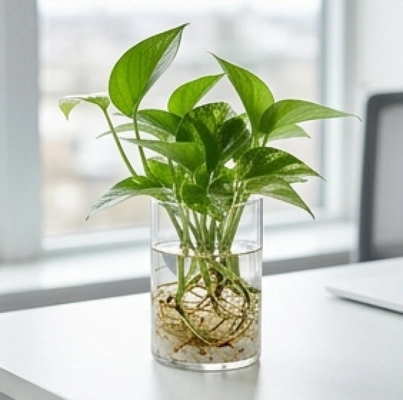 Cây để bàn hợp tuổi Mão: Chọn cây mini chuẩn mệnh và góc đặt 3 Chậu cây thủy sinh trong suốt khoe bộ rễ khỏe mạnh, đặt trên bàn làm việc sạch sẽ không vương vãi đất.