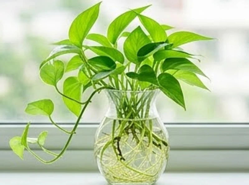 Rễ cây Trầu Bà trắng muốt vươn dài bám rễ sinh trưởng trong bình thủy tinh chứa nước