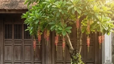 Chậu cây lộc vừng vươn cao xanh tốt đặt trước sân nhà là mẫu cây trồng ngoài sân hợp tuổi dậu sinh tài lộc