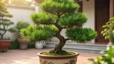 Chậu cây cảnh tùng la hán xanh tốt trồng ngoài hiên, đại diện cho nhóm cây trồng ngoài sân hợp tuổi mão thu hút vượng khí