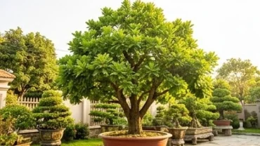 Một chậu cây trồng ngoài sân hợp tuổi tuất xanh tốt, vươn cao trong không gian sân vườn ngập nắng