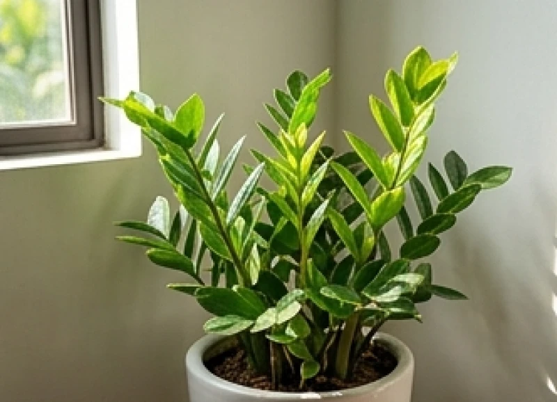 Kỳ nhông vào nhà là điềm gì: Ý nghĩa phong thủy và cách xử lý 2 Chậu cây cảnh đặt góc phòng khách đang vươn những mầm lá xanh mướt dưới ánh nắng ban mai
