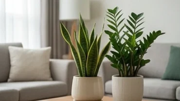 Chậu cây Lưỡi Hổ và Kim Tiền xanh tốt vượng phong thủy đại diện cho cây trồng trong nhà hợp tuổi sửu
