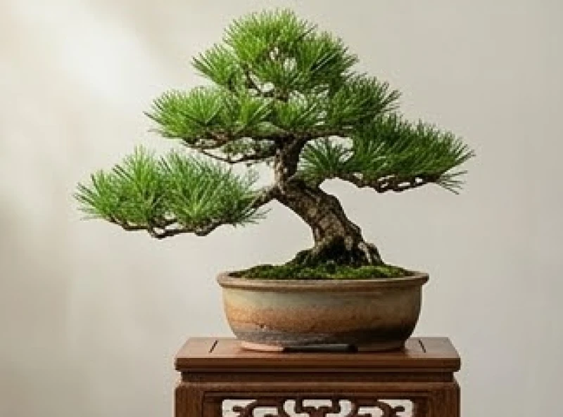Giờ hoàng đạo hợp tuổi Dần: cẩm nang tra cứu theo từng Can Chi 8 Chậu cây tùng bách bonsai xanh mướt được đặt trang trọng trên chiếc kỷ gỗ truyền thống
