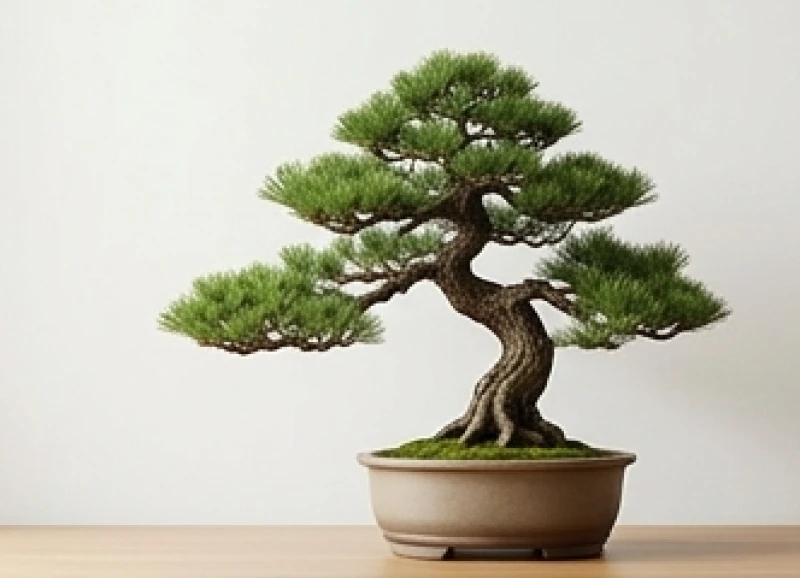 Tuổi Canh Dần 2010: Mệnh gì, hợp màu gì và bí quyết hóa giải 2 Cây tùng bách bonsai dáng trực khỏe mạnh vươn mình đón nắng sớm