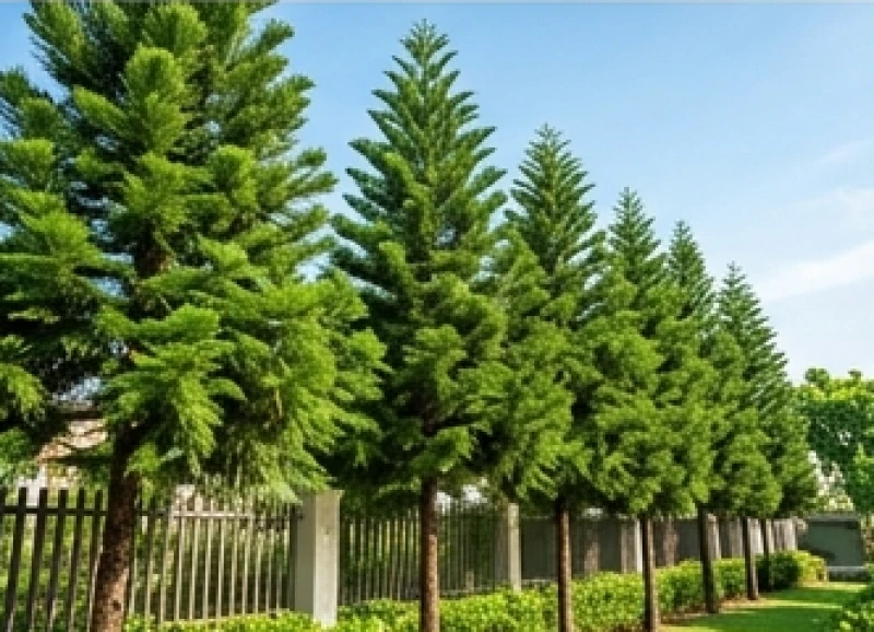 Những cây tùng bách vươn thẳng vút cao đón ánh nắng rực rỡ trong khu vườn