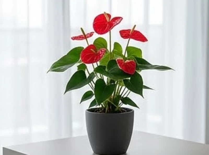 Chậu Hồng Môn rực rỡ với những bông hoa hình trái tim đỏ thắm nổi bật giữa tán lá xanh
