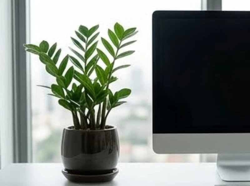 Chậu cây kim tiền nhỏ xinh xanh tốt được đặt cạnh máy tính giúp thanh lọc luồng khí