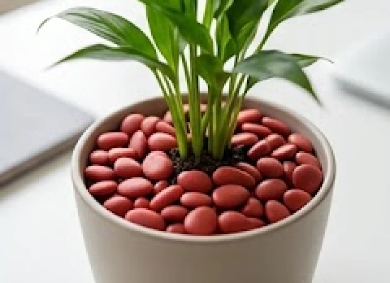 Chậu cây cảnh được rải một lớp sỏi trang trí màu đỏ thẫm trên bề mặt đất để hóa giải sự tương khắc trong phong thủy