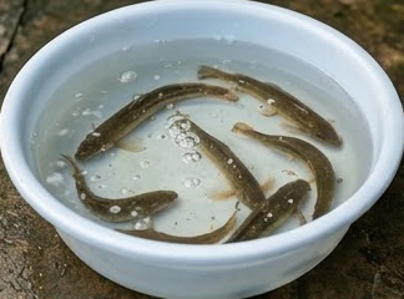 Thau nước sạch rộng rãi chứa những con cá chạch đang bơi lội khỏe mạnh chờ được làm lễ