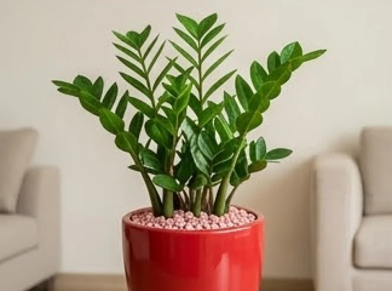Sử dụng chậu gốm màu cam đất để trồng cây Kim Tiền nhằm tạo vòng tương sinh ngũ hành hoàn hảo