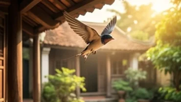 Chú chim én nhỏ sải cánh bay lượn trong hiên nhà gỗ truyền thống giải mã chim bay vào nhà là điềm gì