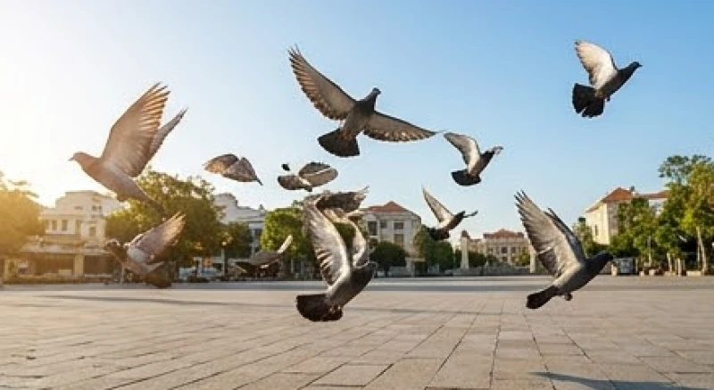 Chim ỉa vào người là điềm gì: Tra cứu vị trí và mẹo vệ sinh 4 Chim bồ câu hoặc chim sẻ bay ngang qua và phóng uế thường mang đến trường khí bình an