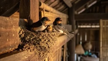 Chim én làm tổ trong nhà bằng bùn trên xà nhà mái hiên mang lại vượng khí tốt