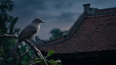 Một chú chim lạ đậu trên cành cây sát mái ngói cổ gợi thắc mắc chim kêu là điềm gì