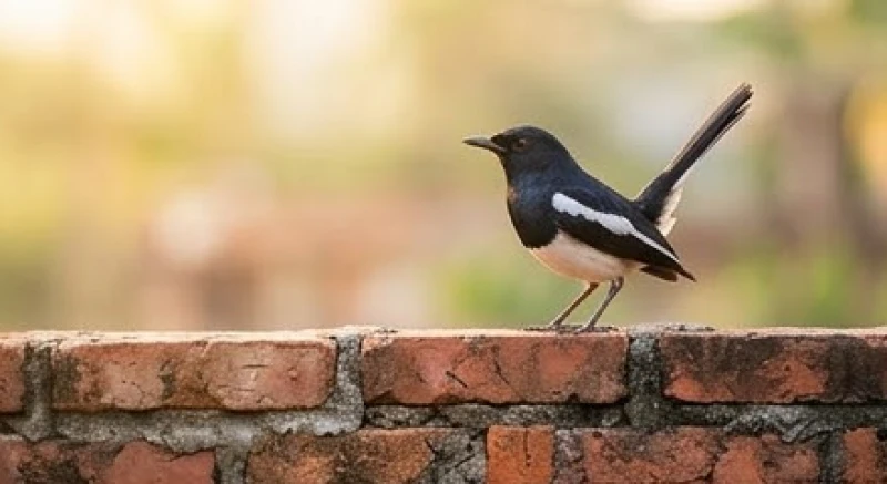 Chim kêu là điềm gì: Tra cứu theo loài, khung giờ và cách hóa giải 1 Chim khách hót líu lo trên tường rào bao quanh ngôi nhà mang lại cảm giác bình yên
