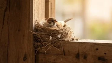 Tổ chim nhỏ đan bằng rơm khô nằm gọn trên xà gồ gỗ giải đáp chim làm tổ trong nhà là điềm gì