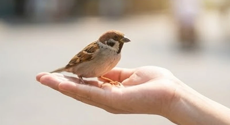 Một chú chim sẻ hiền lành đang đậu ngoan ngoãn trên bàn tay mở rộng của người phụ nữ