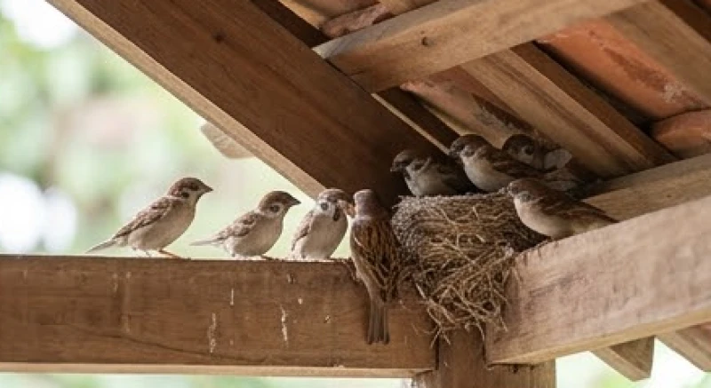Đàn chim sẻ nhỏ ríu rít quanh chiếc tổ được lót bằng rơm rạ khô dưới mái hiên mộc mạc của gia đình