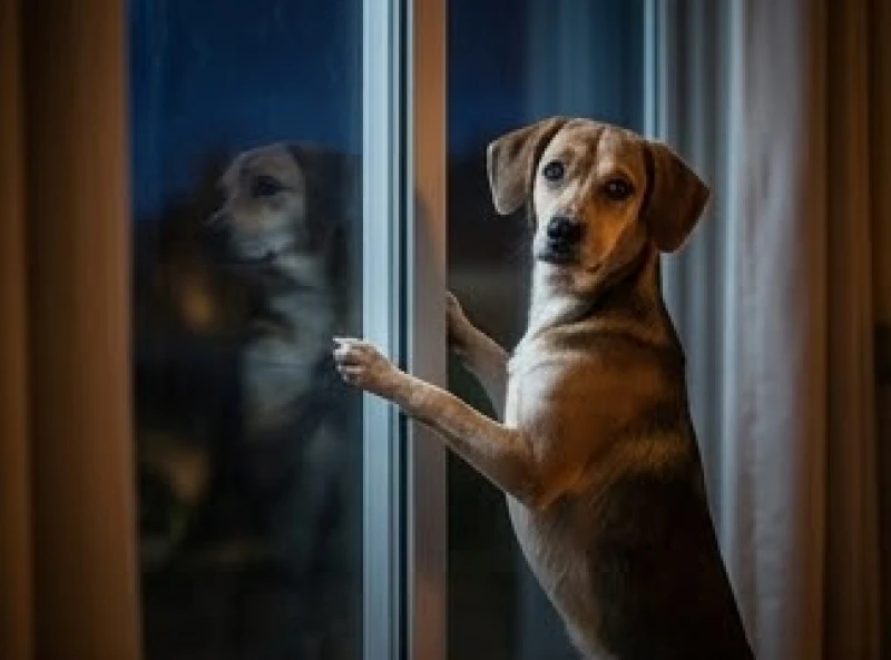 Chó hú ban đêm là điềm gì: Lý giải khoa học và cách khắc phục 1 Chú chó đứng chống hai chân trước lên bậu cửa sổ nhìn ra màn đêm tối tĩnh mịch với ánh mắt đượm buồn và cô đơn