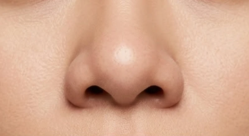 Góc nhìn trực diện mũi lân với phần chóp mũi nộn thịt trùm kín không để lộ lỗ mũi