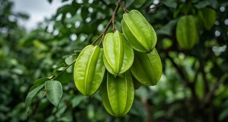 Mơ thấy cây khế: Phân biệt điềm báo chua ngọt và số tài lộc 5 Chùm quả khế xanh chưa chín là lời nhắc nhở về những thị phi và rắc rối có thể phát sinh trong môi trường công sở