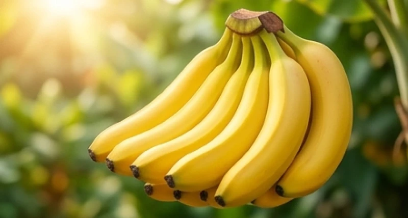 Mơ thấy chuối chín: Giải mã điềm báo, tâm lý và con số may mắn 1 Buồng chuối chín vàng rực rỡ thể hiện điềm báo tốt lành khi mơ thấy chuối chín mang ý nghĩa tài lộc