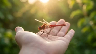 Khoảnh khắc thanh bình khi chuồn chuồn hạ cánh trên tay giải đáp cho việc chuồn chuồn đậu vào người là điềm gì