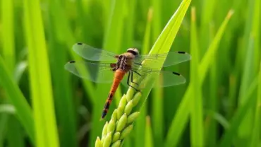 Chuồn chuồn trong đồng lúa