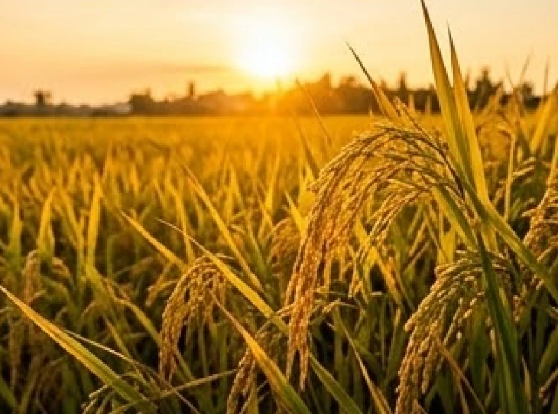 Nằm mơ thấy bắt chuột là điềm gì? Giải mã ý nghĩa và đánh số mấy 7 Cánh đồng lúa chín vàng ươm dưới ánh hoàng hôn gợi nhắc đến sự tích lũy tài sản và mùa màng bội thu