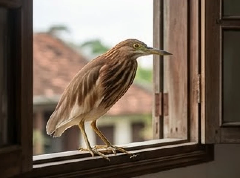 Con cò bay vào nhà là điềm gì: Phân biệt loài & cách hóa giải 4 Con cò mang bộ lông vằn vện màu nâu hung đang đậu chênh vênh trên bậu cửa sổ