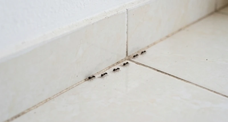 Côn trùng vào nhà là điềm gì: Giải mã điềm báo & cách xử lý 1 Đàn kiến đen nhỏ bò dọc theo mép tường gạch trong phòng khách mang theo năng lượng tự nhiên