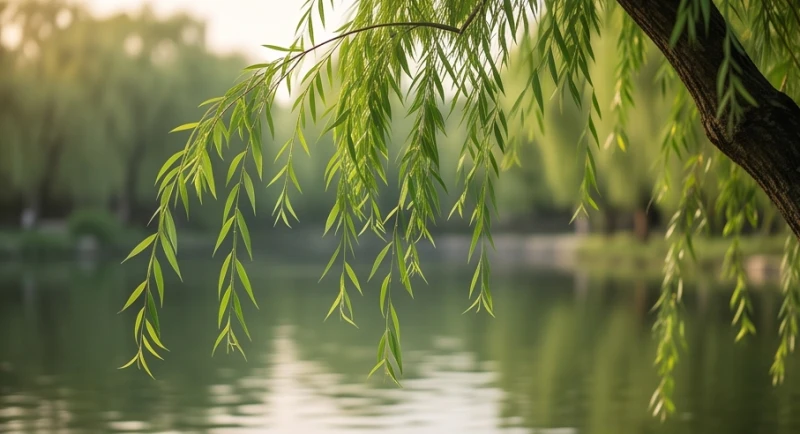 Cành lá cây dương liễu rủ mềm mại xuống mặt hồ nước thể hiện sự sinh tồn uyển chuyển của bản mệnh