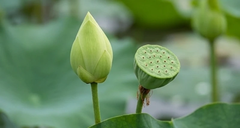 Nụ sen xanh e ấp và đài sen vươn mình đầy sức sống vỗ về những âu lo và mang lại trường năng lượng an lành
