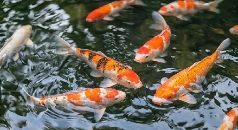 Cá chết là điềm gì: Giải mã điềm báo, cách hóa giải và số may mắn 5 Đàn cá chép Koi bơi lội linh hoạt dưới nước tượng trưng cho sự nỗ lực và con đường công danh rộng mở