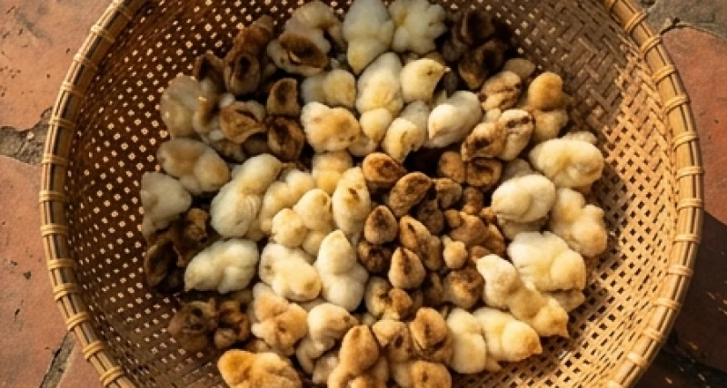 Hàng chục chú gà con chen chúc nhau trong một chiếc rổ tre đan truyền thống